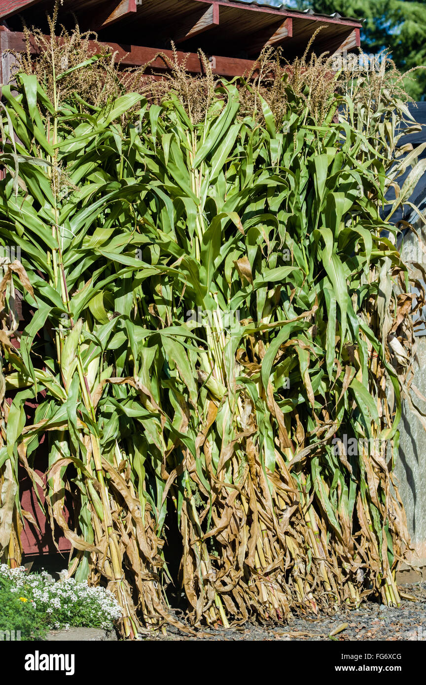 Green corn stalks stacked and ready for sale as decoration at the farm.  Boring, Oregon Stock Photo