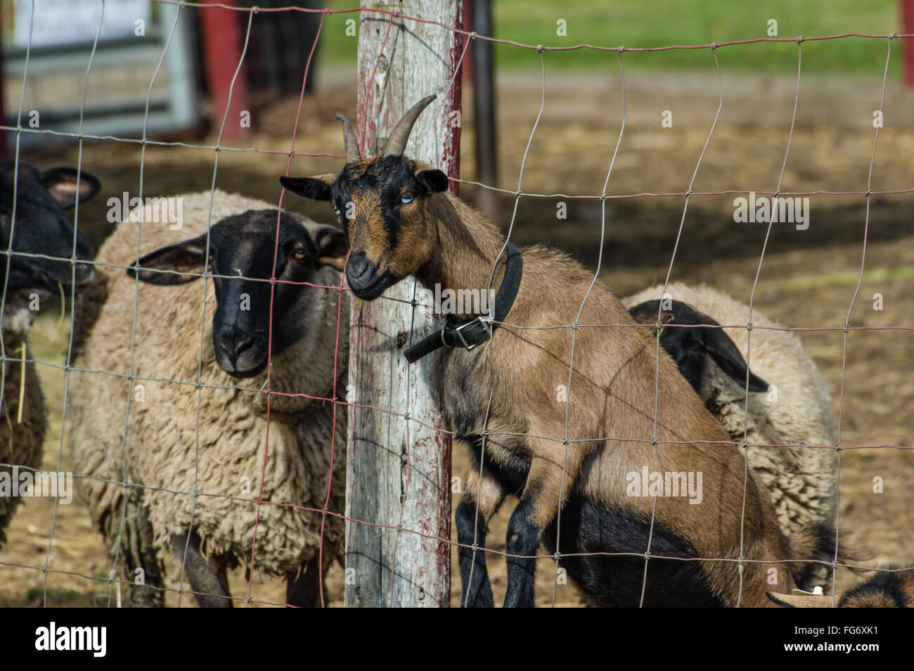 Goats farm wire wiring wires goat hires stock photography and images
