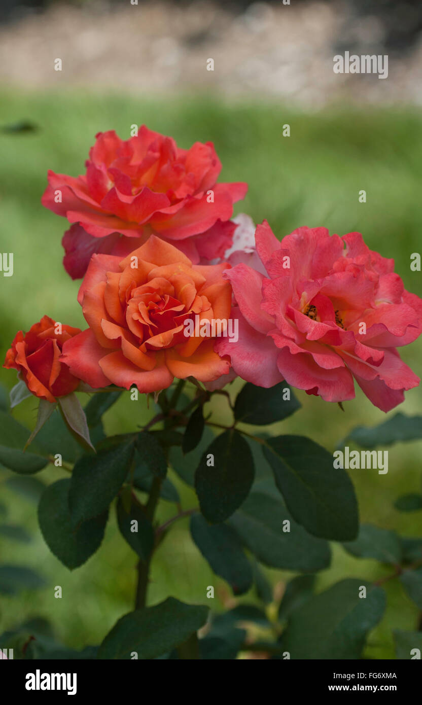 Rose, Rosa , TUSCAN SUN Stock Photo - Alamy