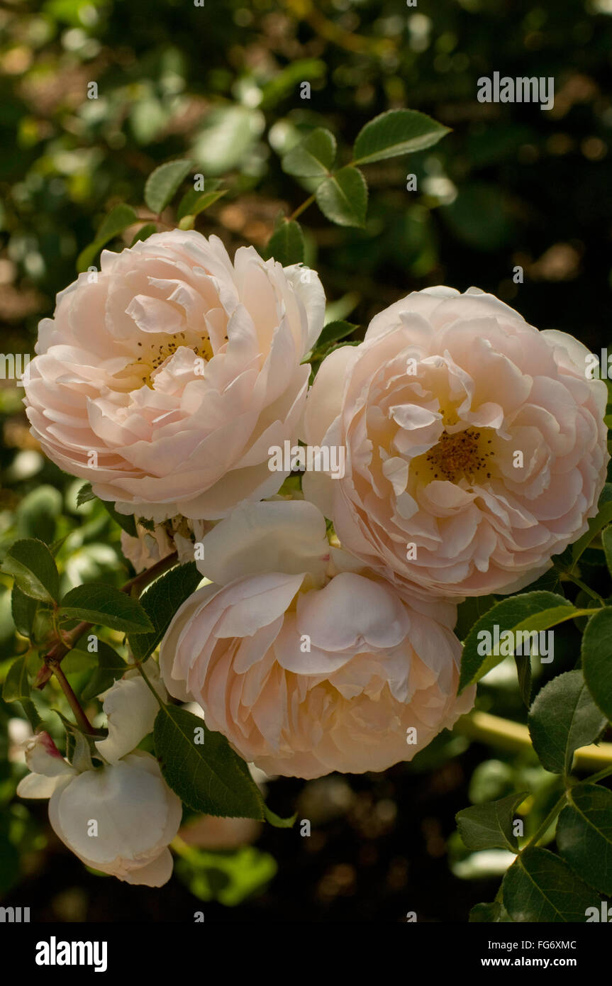 Rosa WILDEVE , rose, David Austin, English Stock Photo - Alamy