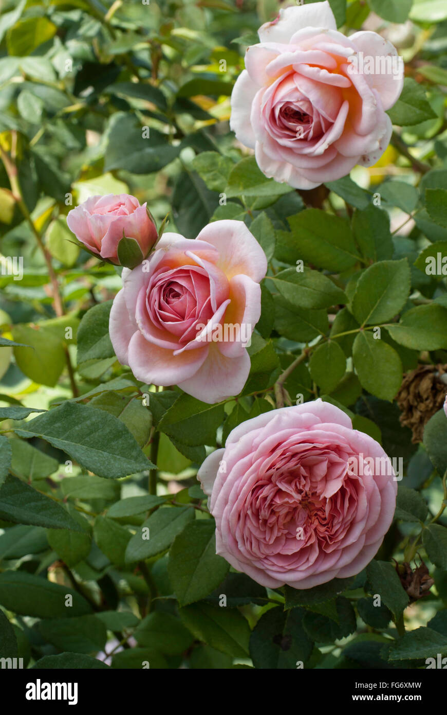 Rose, Rosa , ABRAHAM DARBY Stock Photo - Alamy