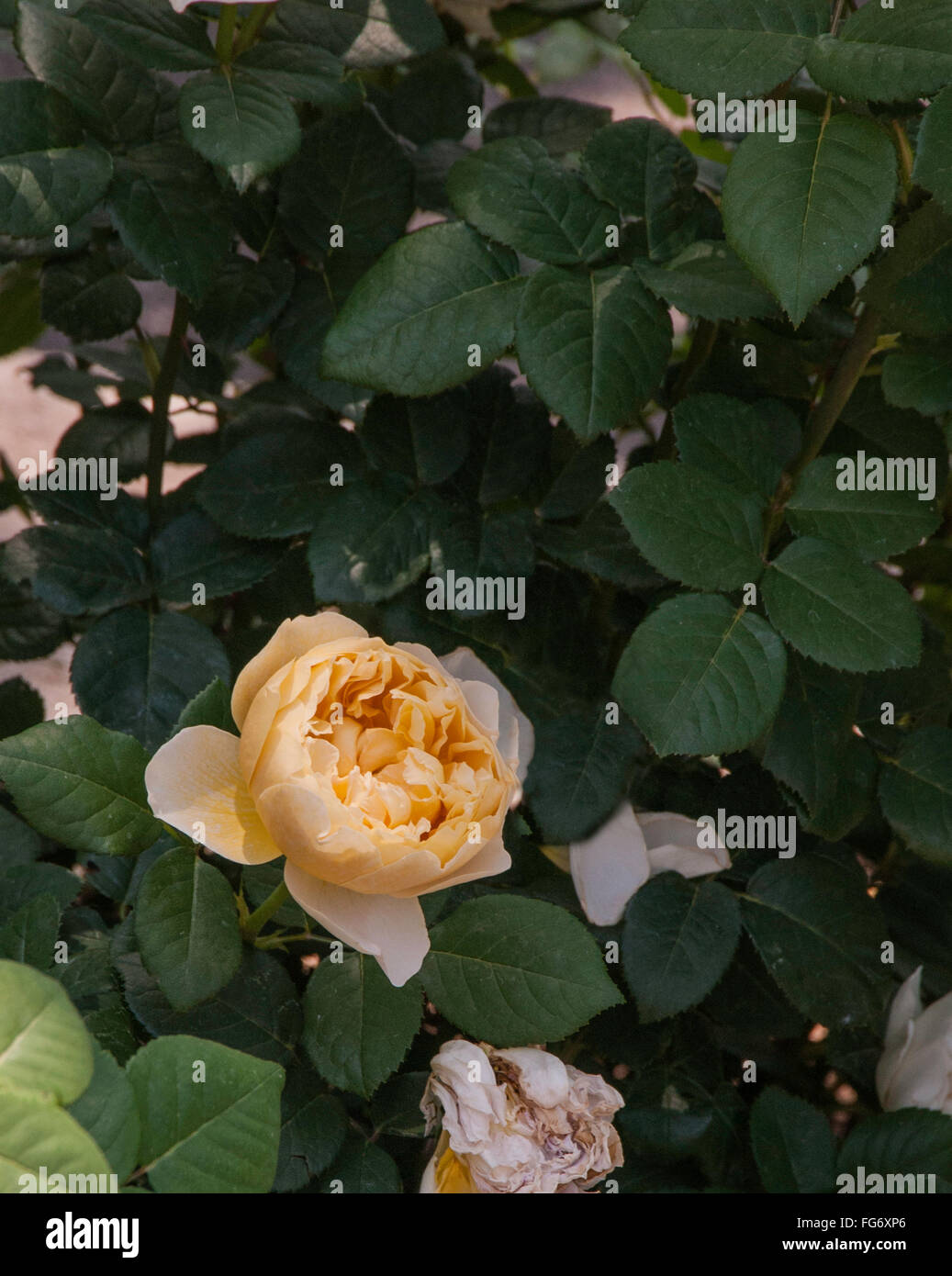 Rose, Rosa , CHARLES DARWIN Stock Photo - Alamy