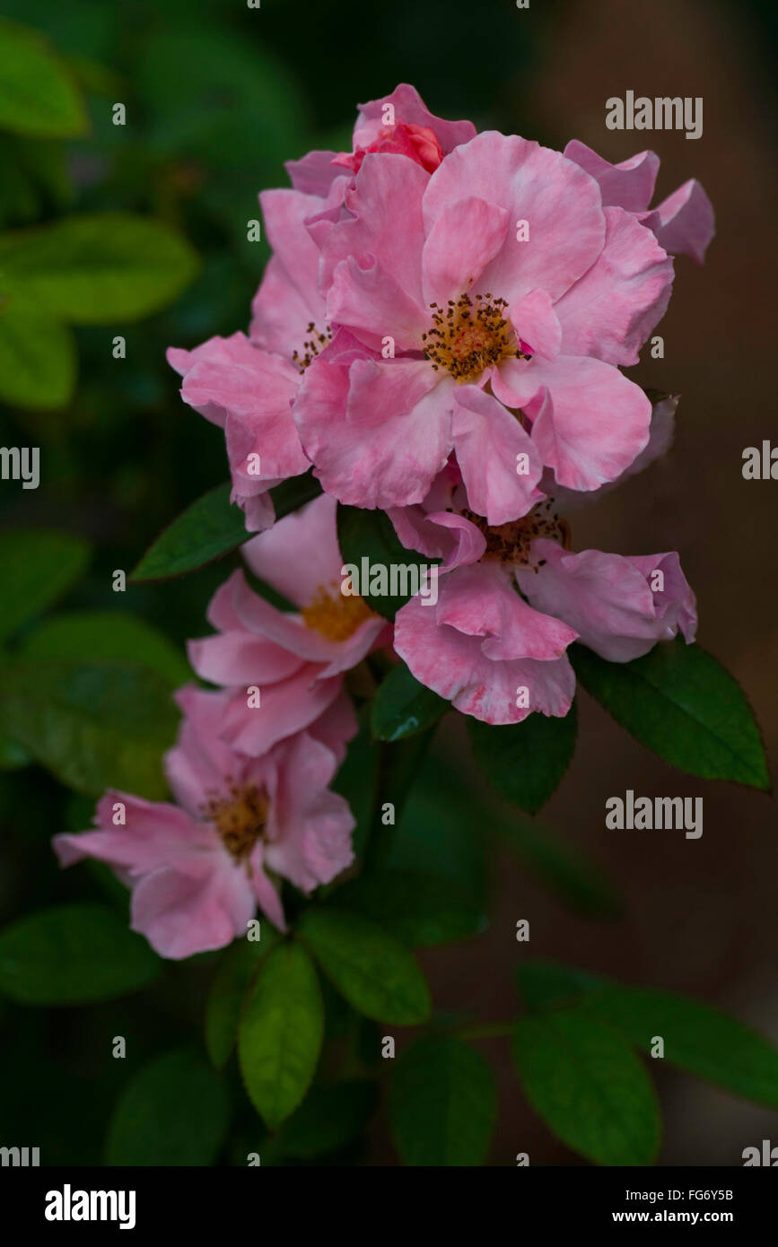 Rose, Rosa , CLAIRE MATIN, climber Stock Photo