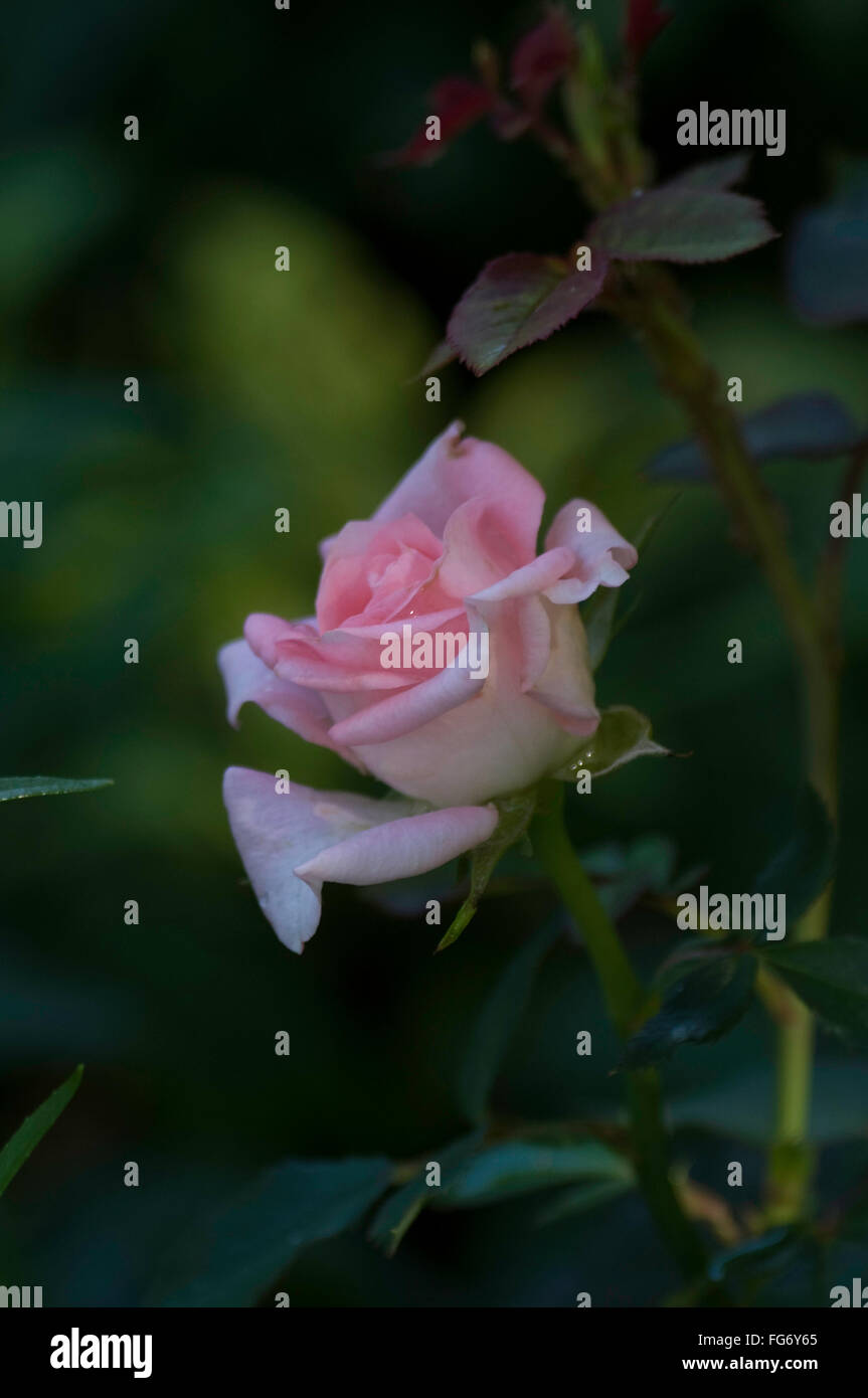 Miniature rose bush hi-res stock photography and images - Alamy