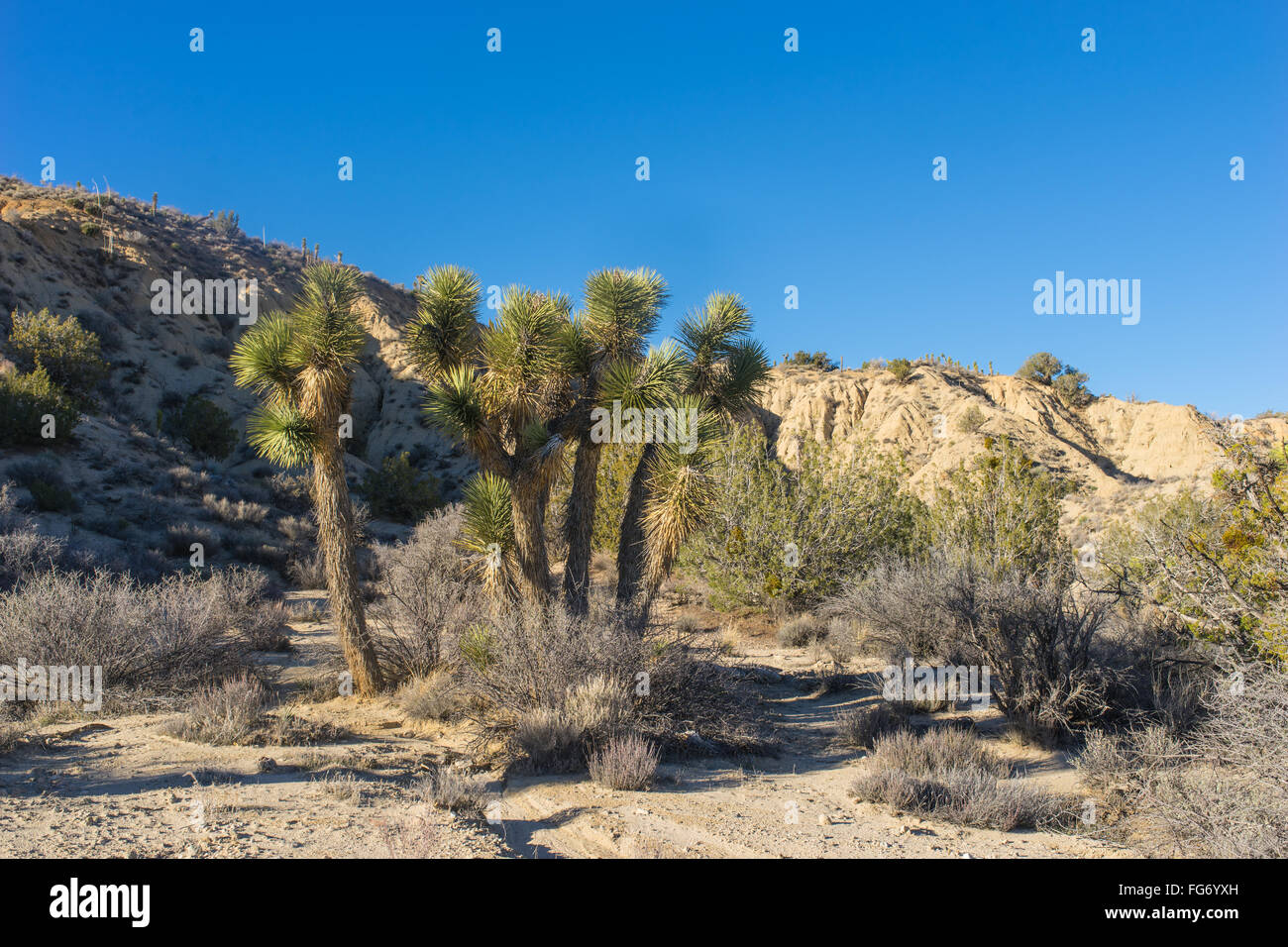 Cluster of Joshua Trees grow in the desert wilderness of southern California Stock Photo Alamy