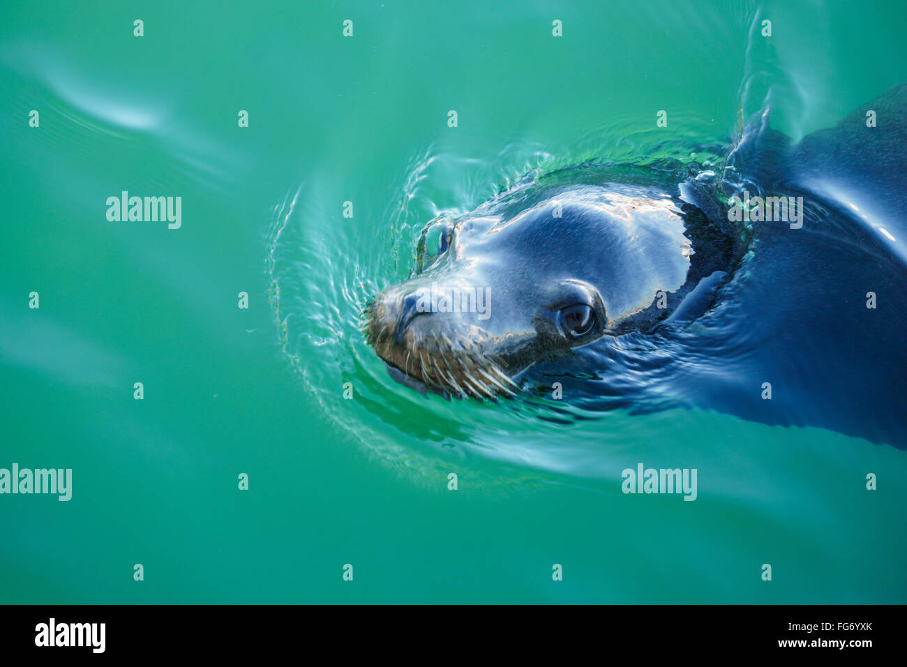 Seal swimming around in San Diego harbor Stock Photo - Alamy