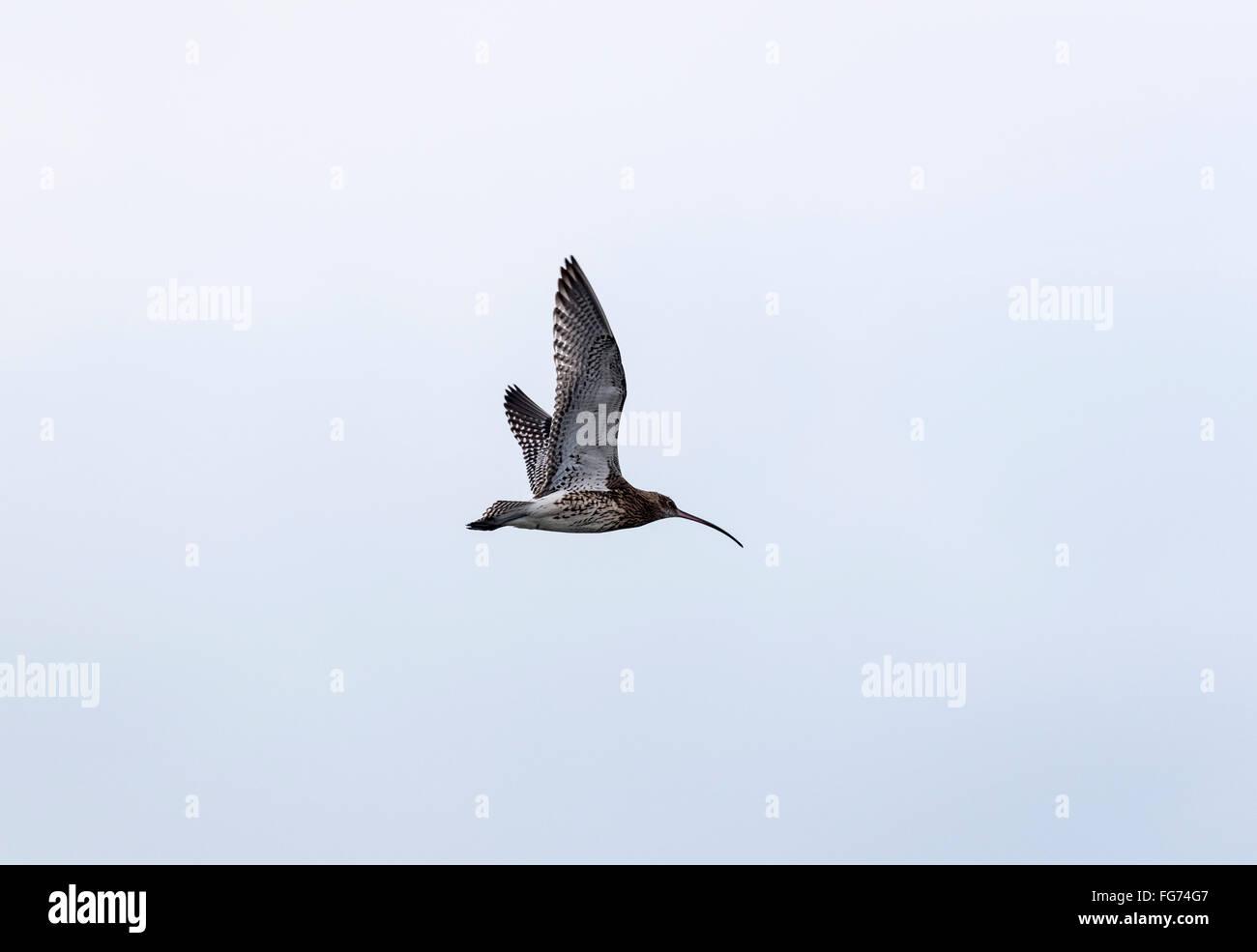 Curlew In Flight Curlew numenius arquata single bird hi-res stock photography and images ...