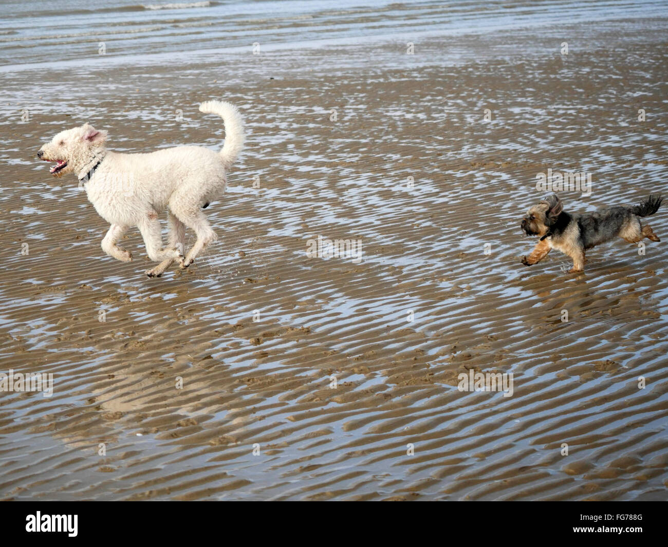 Dogs at play on Ainsdale Beach. Merseyside Stock Photo Alamy
