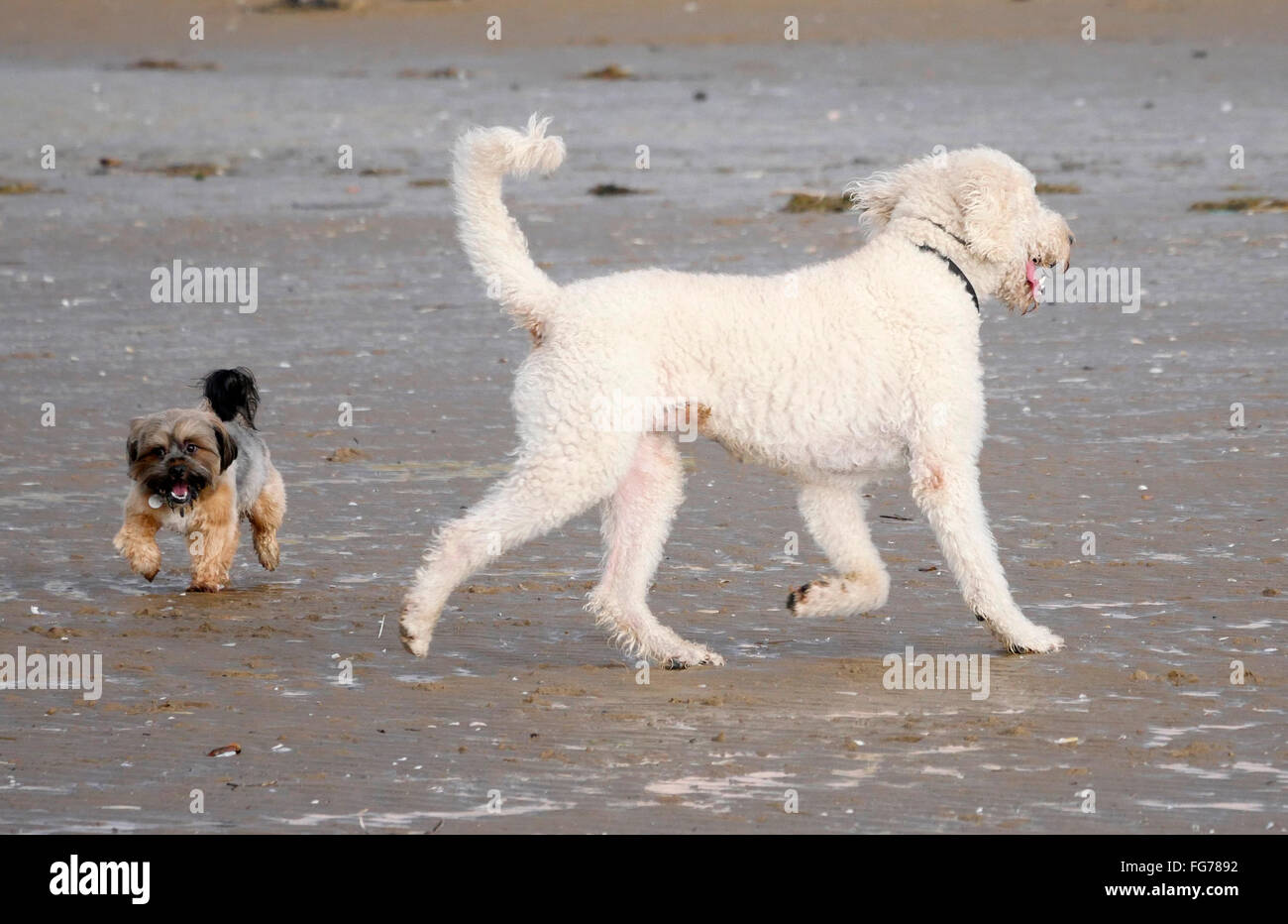 Dogs at play on Ainsdale Beach. Merseyside. Stock Photo