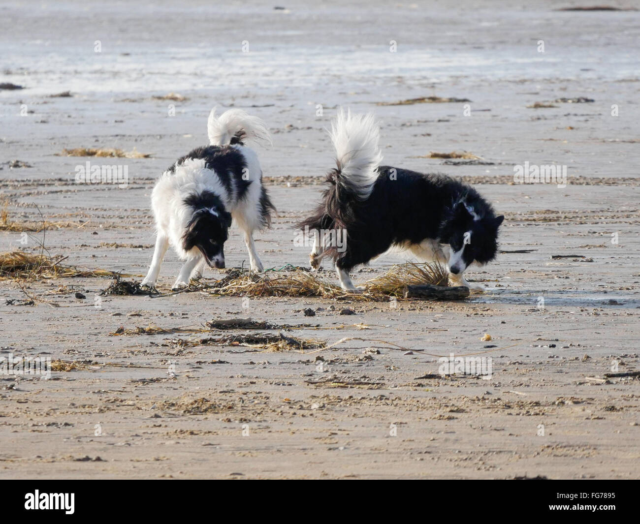 Dogs at play on Ainsdale Beach. Merseyside. Stock Photo