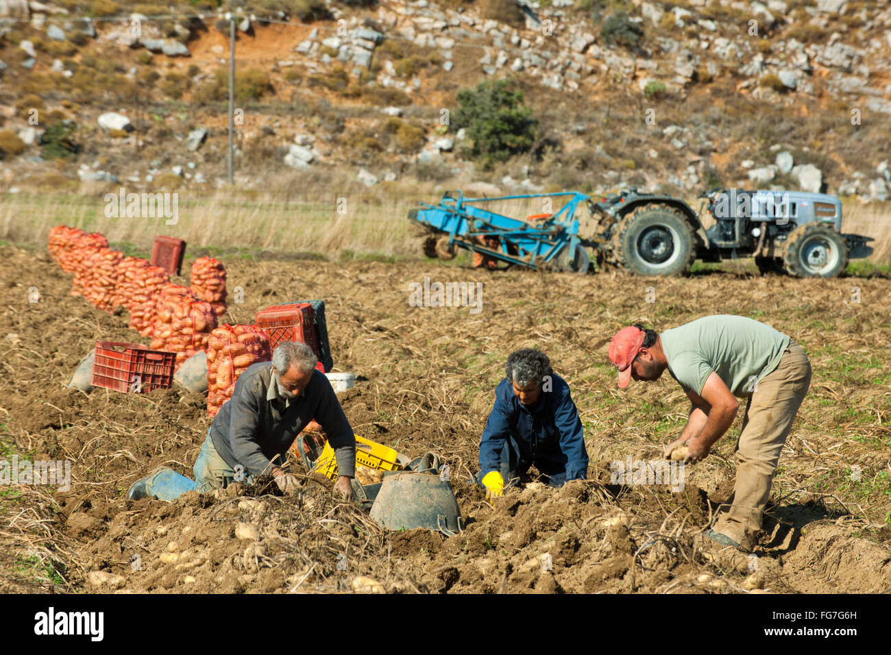 Kartoffel ernte hi-res stock photography and images - Alamy