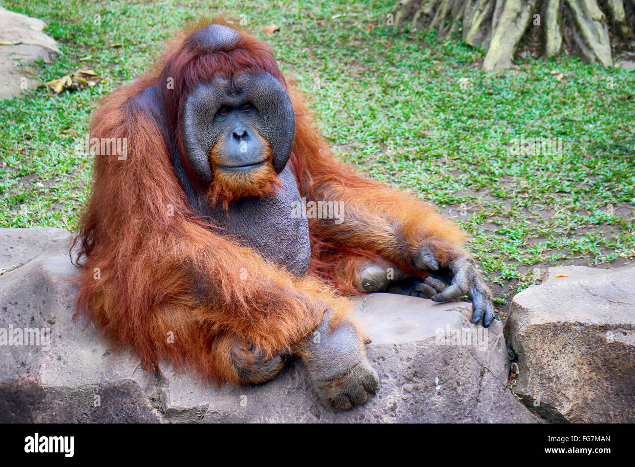 Orangutan Sitting On Retaining Wall On Field Stock Photo