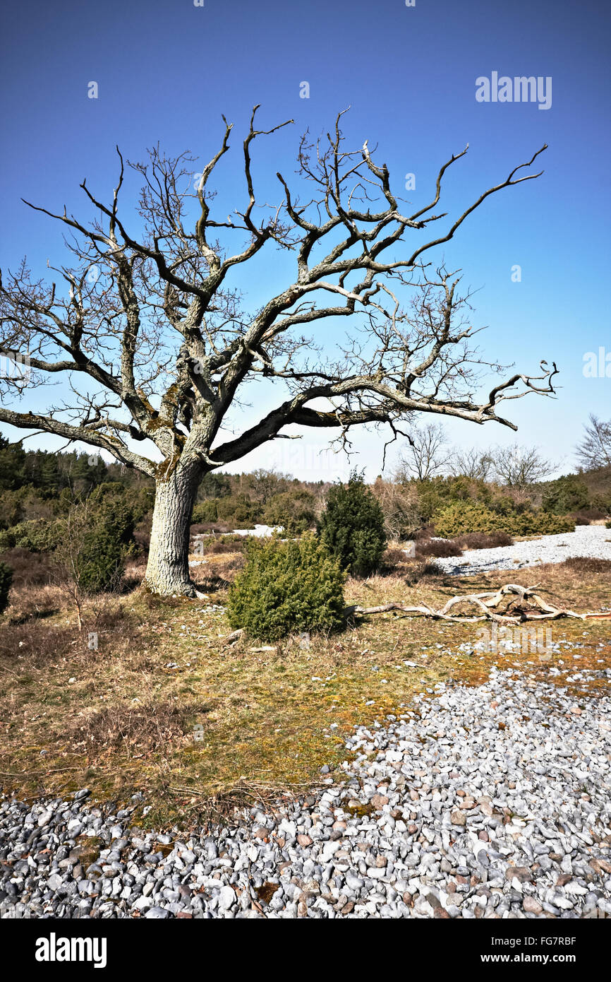Ruegen flint fields hires stock photography and images Alamy