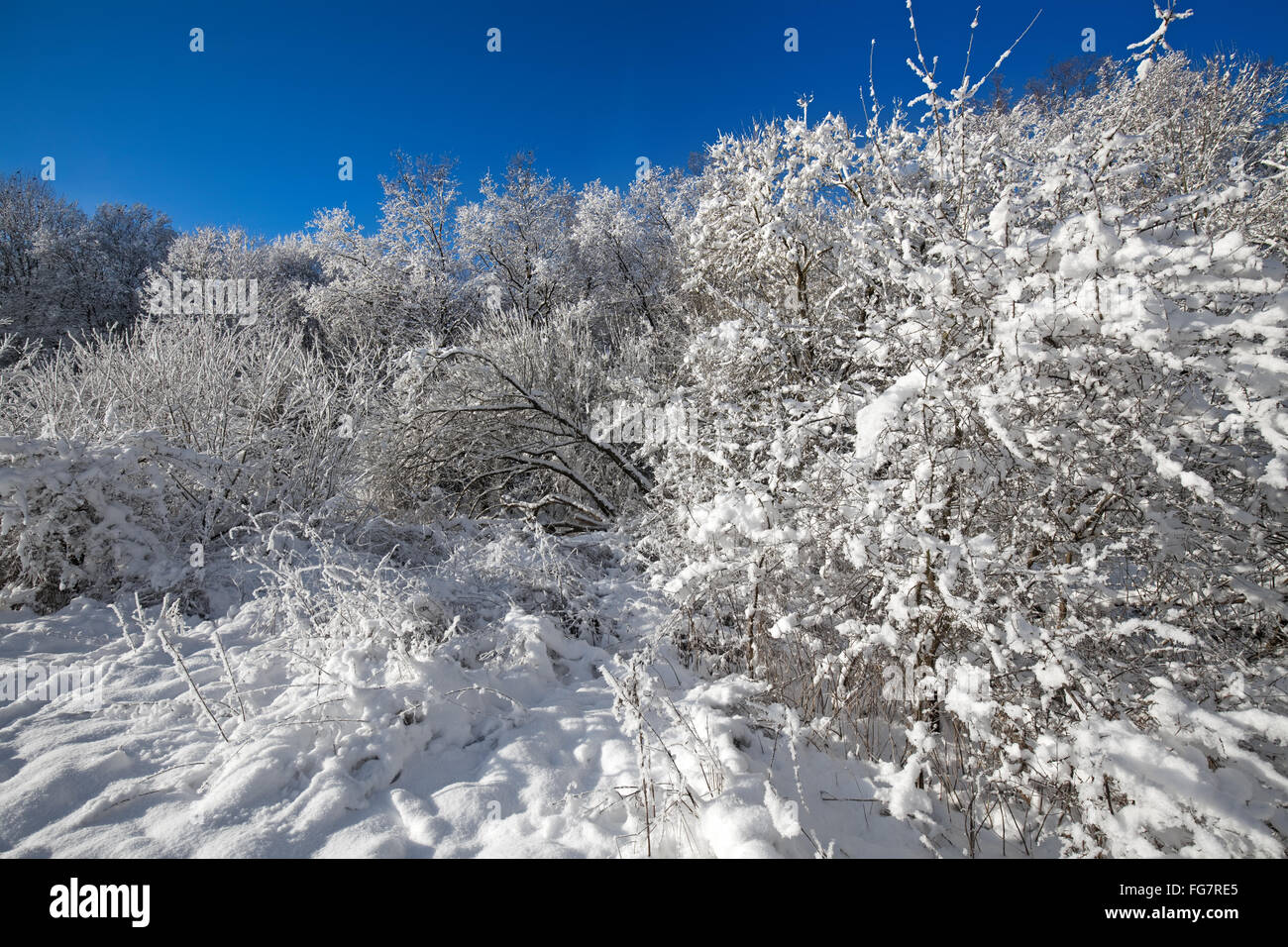 snow covered shrubs with a clear blue sky Stock Photo - Alamy