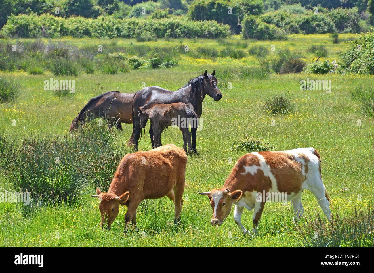 horses and cows pasturing in flowery meadow Stock Photo