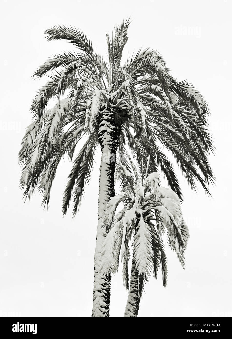 two palms under snow on white background Stock Photo