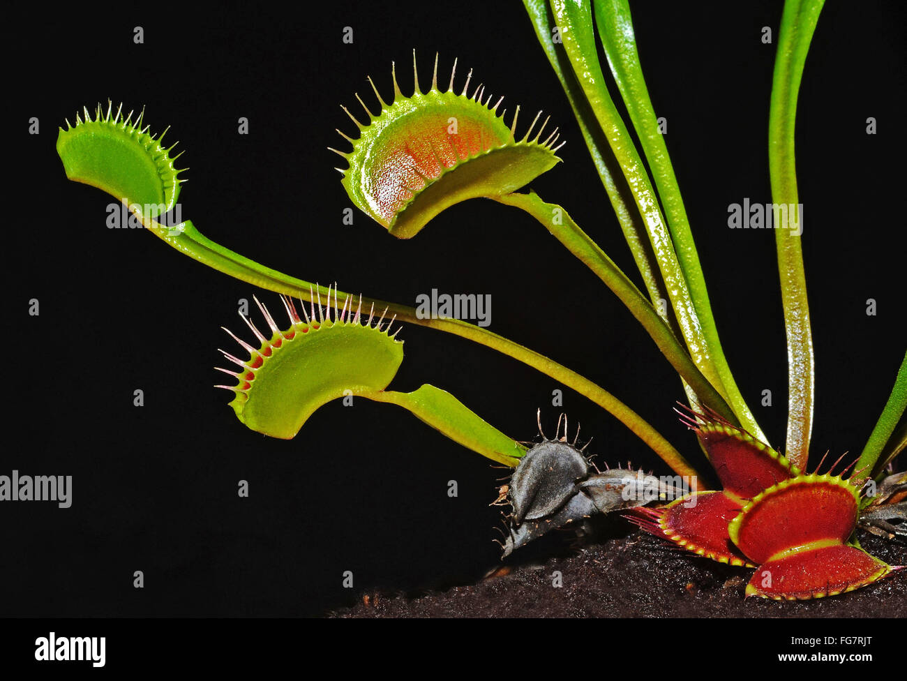 venus fly trap on the black background Stock Photo