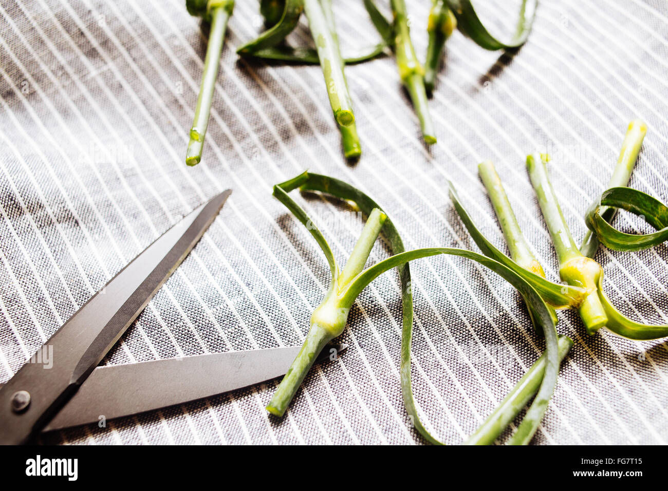 Scissors and cutted stems Stock Photo