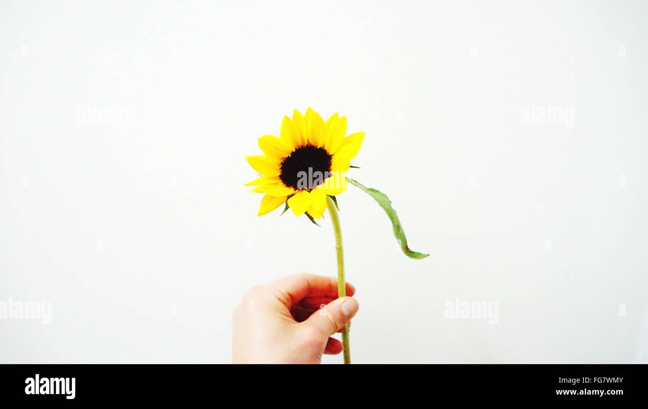 Cropped Image Of Hand Holding Sunflower Against White Background Stock Photo
