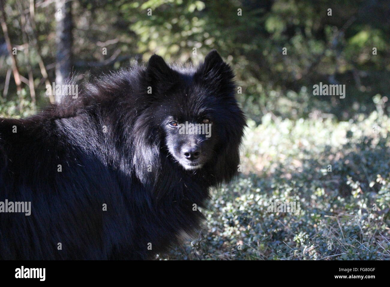 Swedish Lapphund High Resolution Stock Photography And Images Alamy