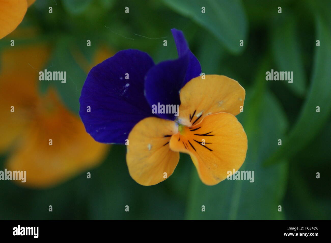 Blue and yellow pansies hires stock photography and images Alamy