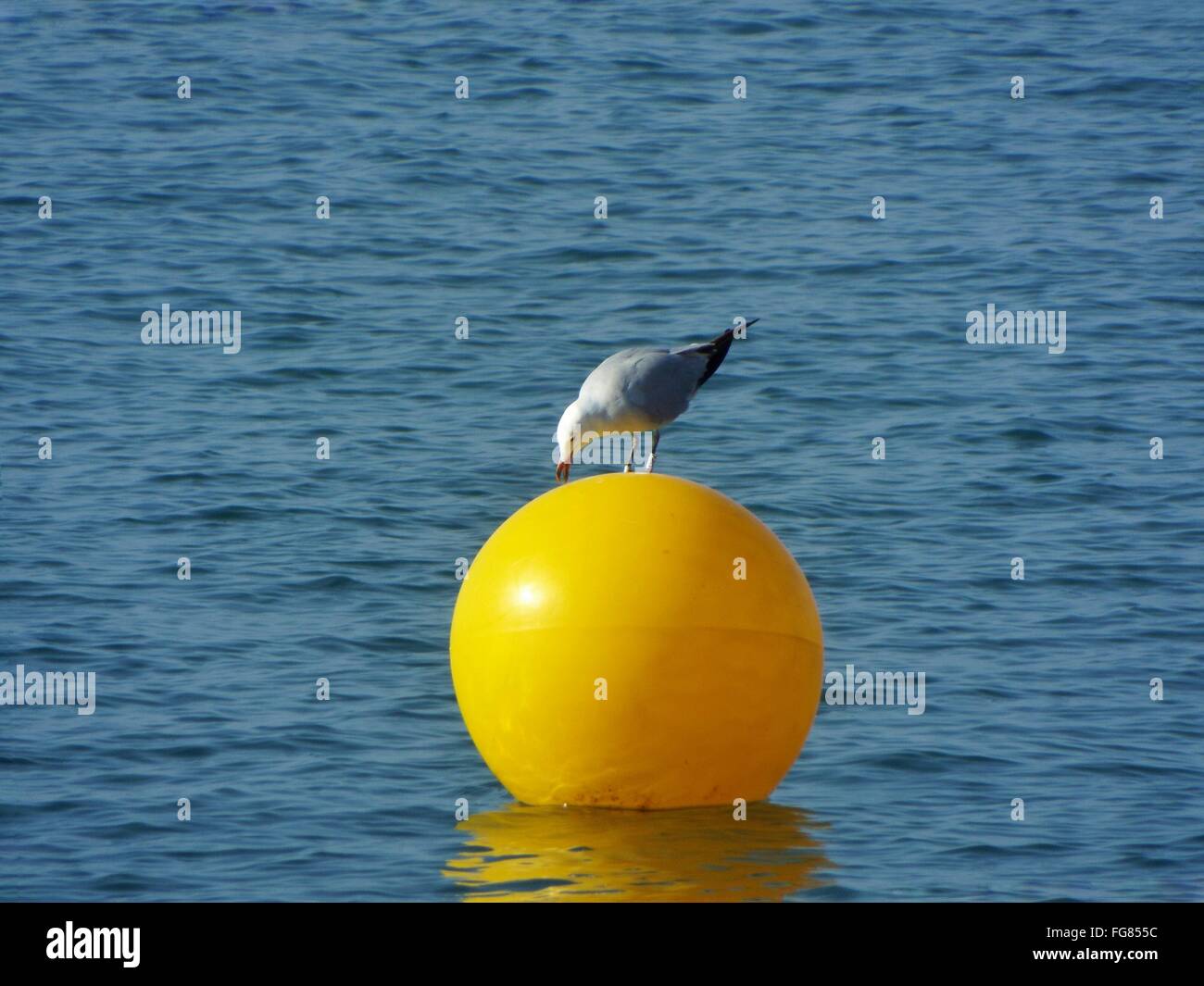 Seagull On Yellow Buoy Floating At Sea Stock Photo - Alamy