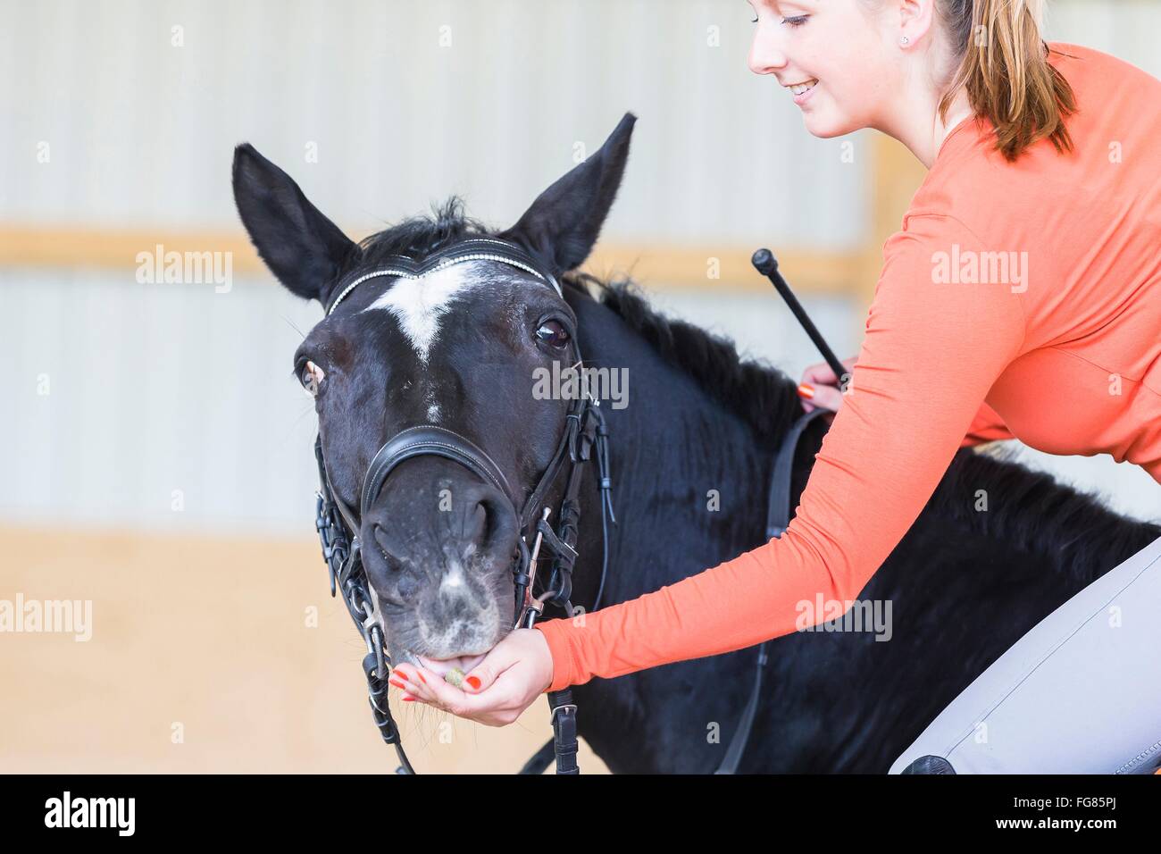 Rewarding Horses Hanoverian Horse. Rider giving black horse a reward. Germany Stock ...