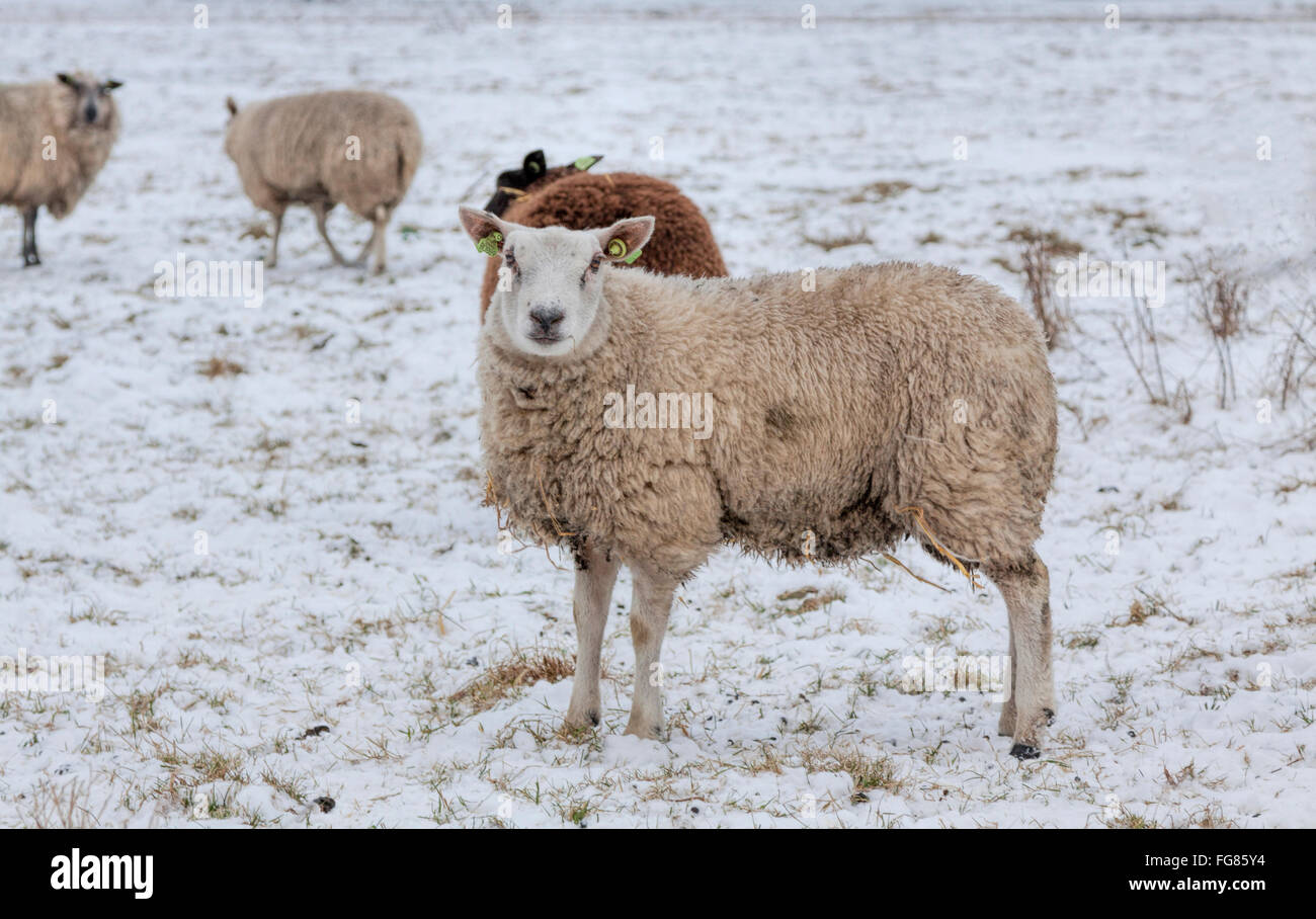 A flock of sheep in a snow-covered wintry landscape, Noordwijk, South Holland, The Netherlands. Stock Photo