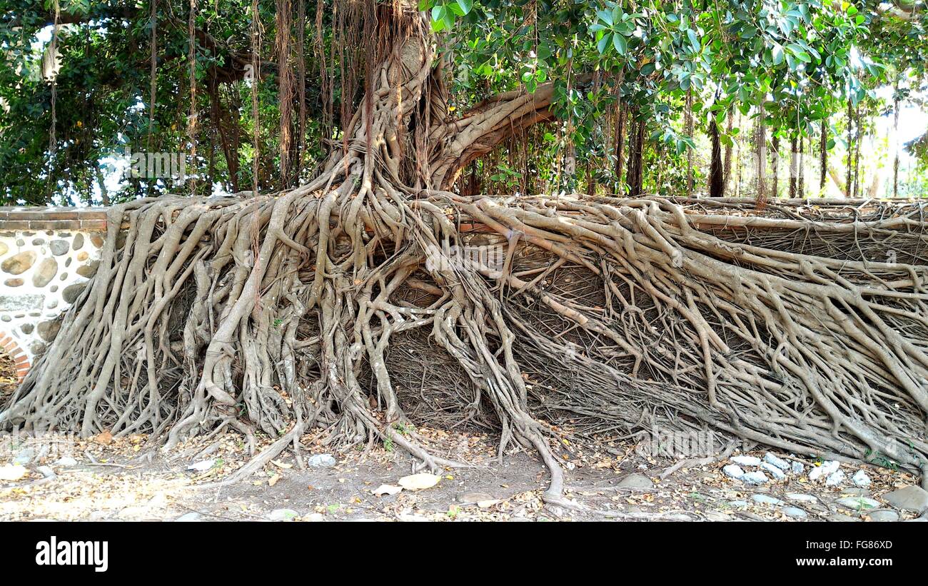 Banyan Tree Root System
