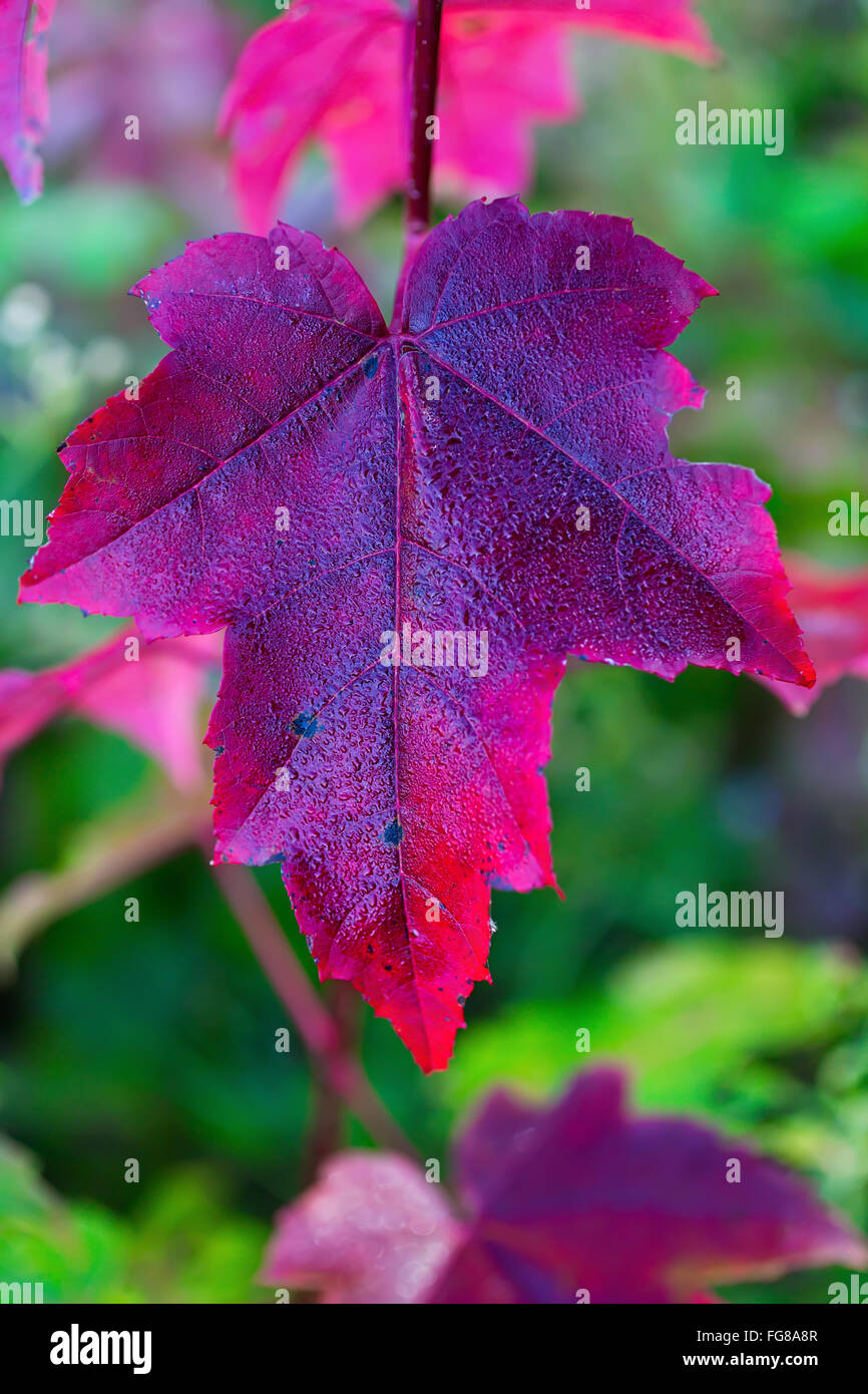 Red maple leaf with fall coloration. Stock Photo