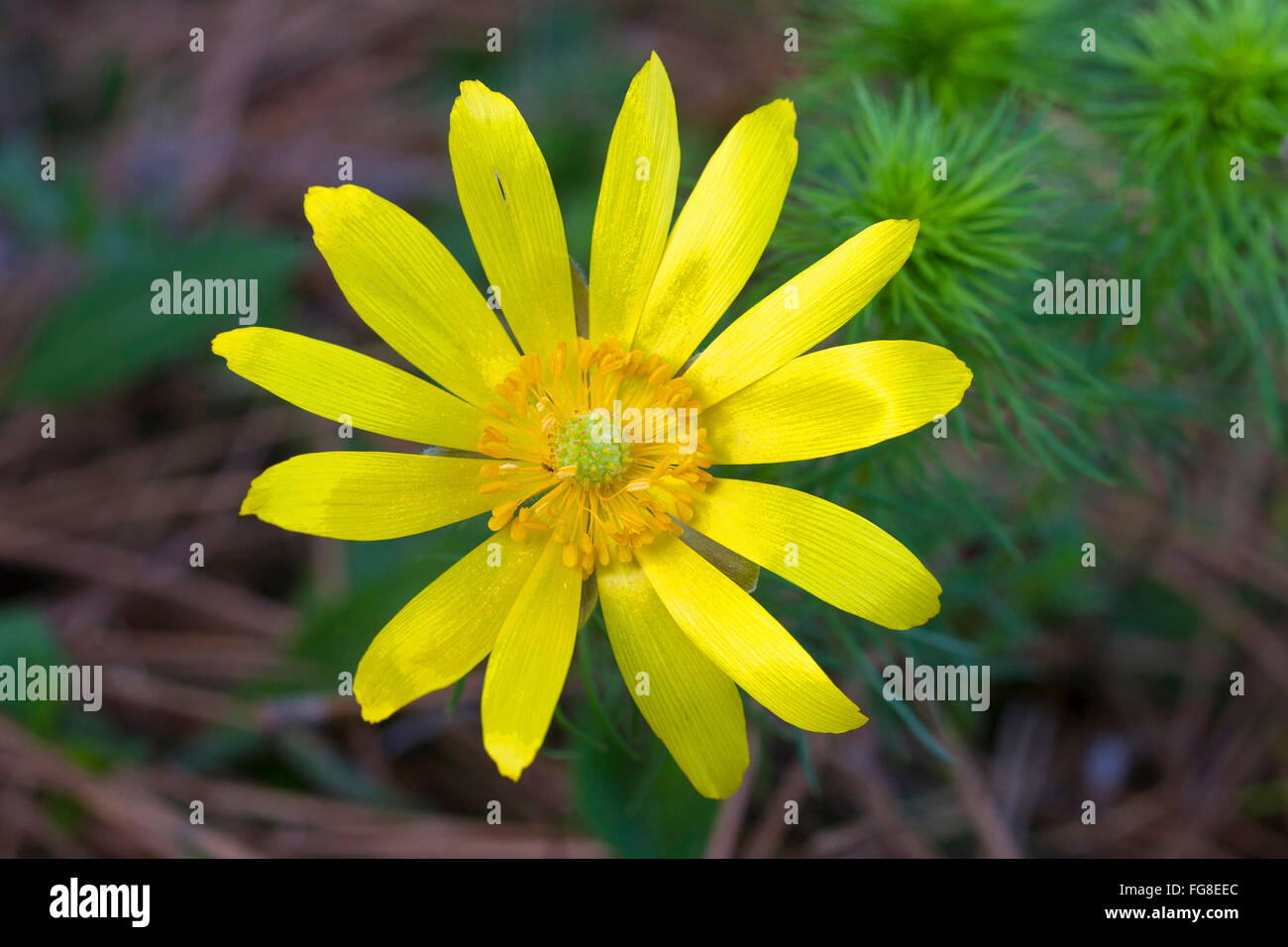 Adonis flower hi-res stock photography and images - Alamy