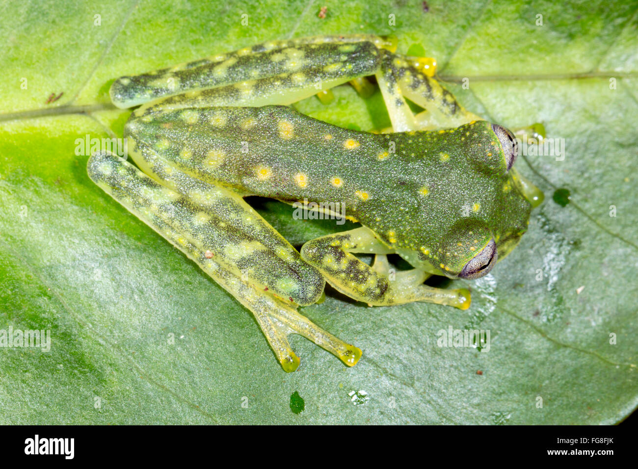 Maria's Giant Glassfrog (Nymphargus mariae) on a leaf in the rainforest understory in Pastaza province, Ecuador Stock Photo