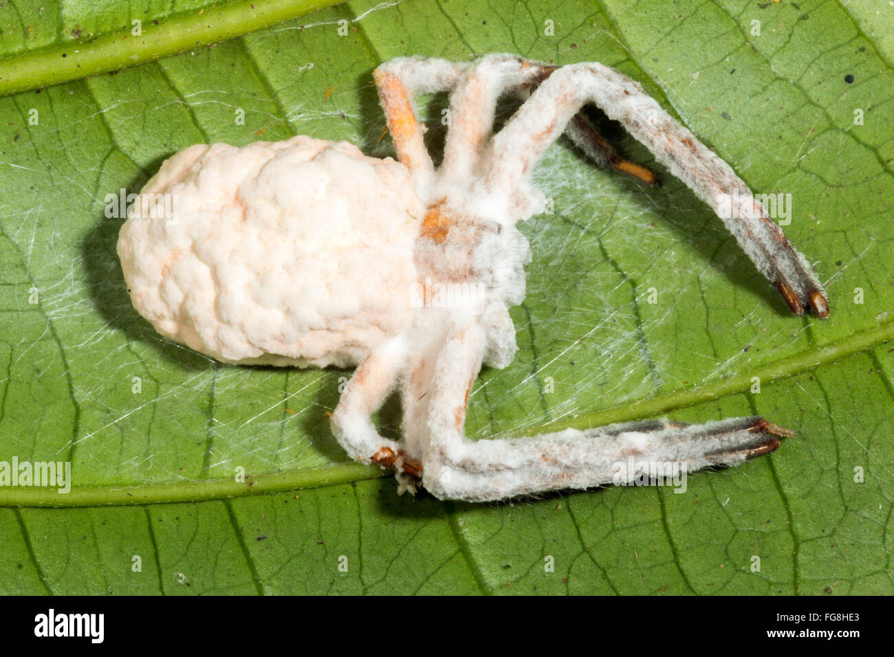 Cordyceps fungus (Torrubiella sp.) infecting a spider in the rainforest understory, Pastaza province, Ecuador Stock Photo