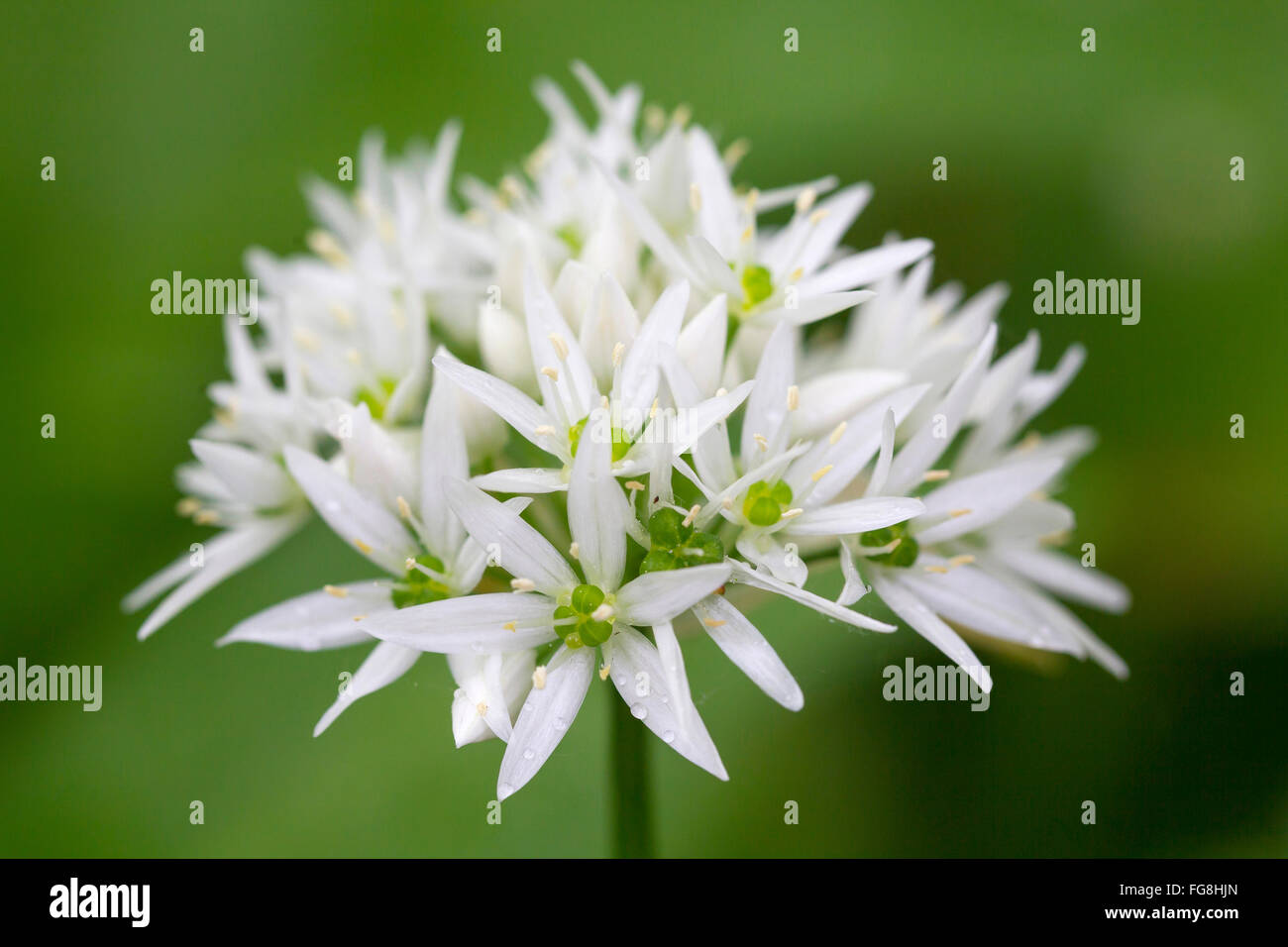 Ramsons, Wood Garlic (Allium ursinum). Close-up of inflorescence. Germany Stock Photo