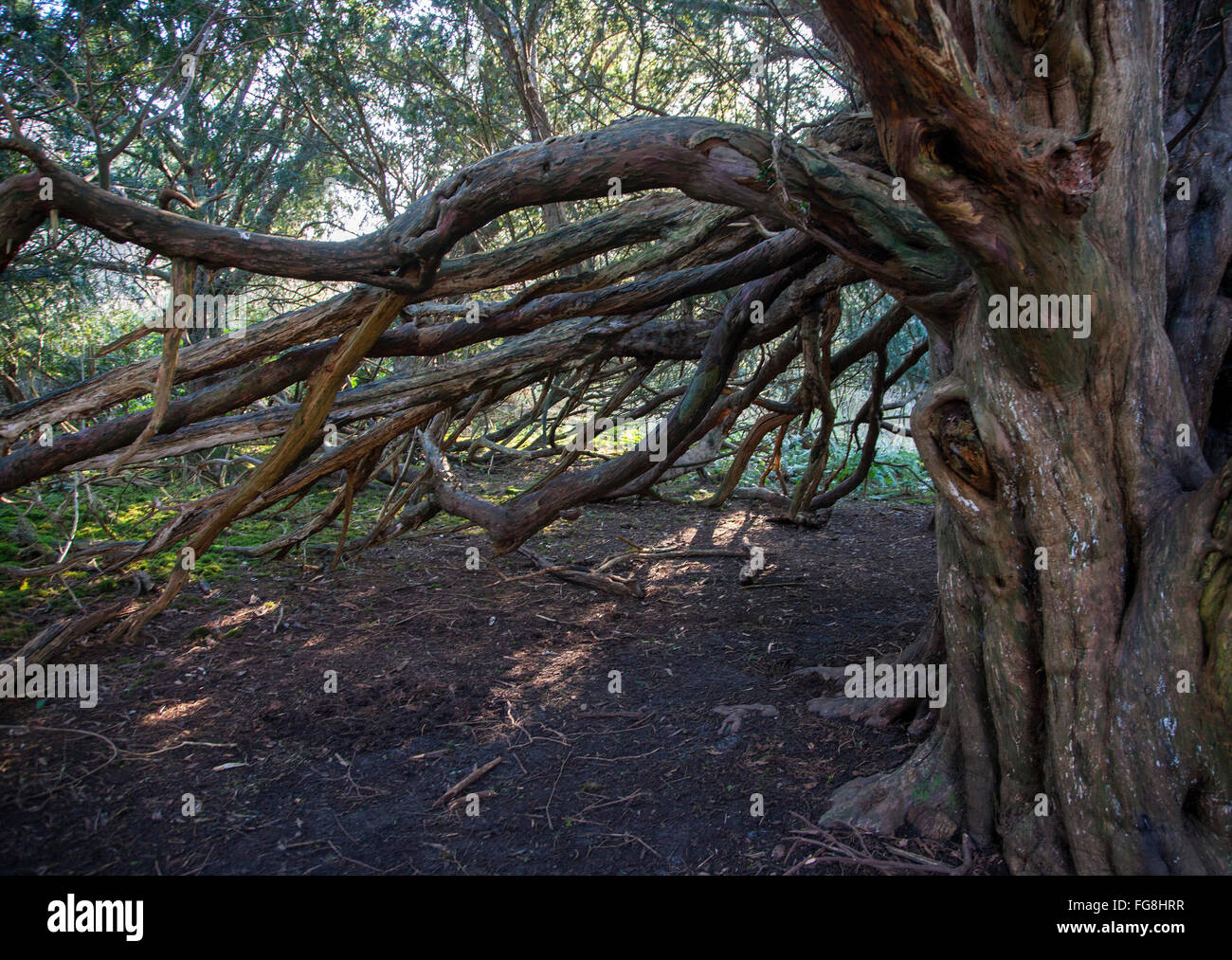 Kingley Vale West Sussex woodland ancient yew trees Stock Photo Alamy