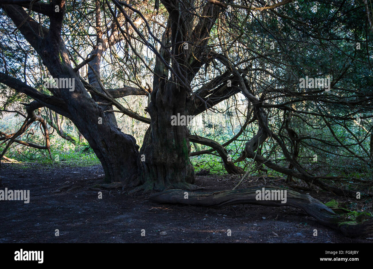 Kingley Vale West Sussex woodland ancient yew trees Stock Photo Alamy