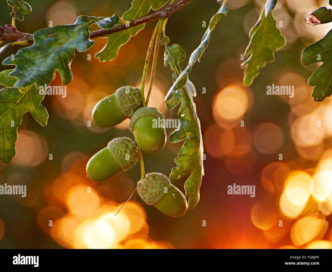 Acorns Growing On Oak Tree Stock Photo Alamy