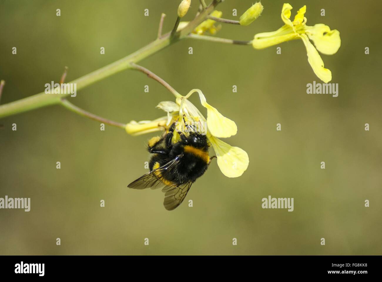 Close-Up Of Bumble Bee On Flower Stock Photo