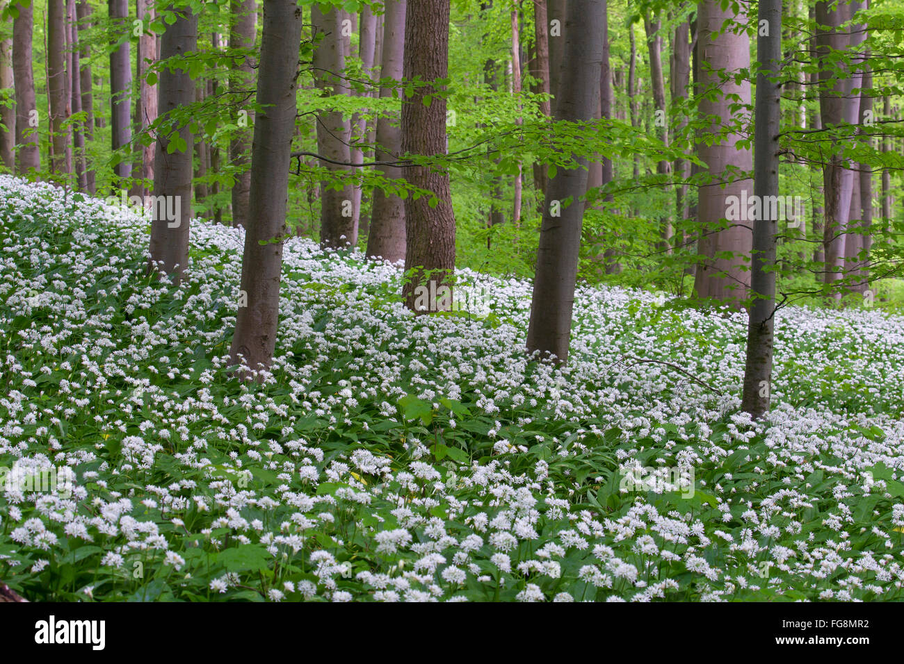 Ramsons, Wood Garlic (Allium ursinum) completely covering the forest floor of a beech forest in early May. Hainich National Park, Thuringia, Germany Stock Photo