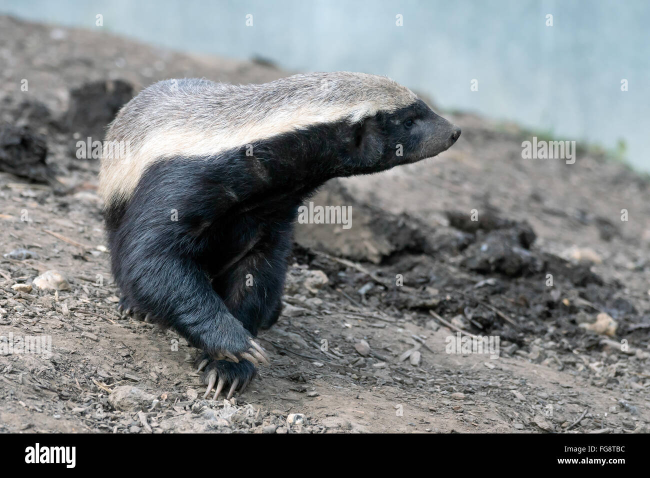 Honey badger tail hires stock photography and images Alamy