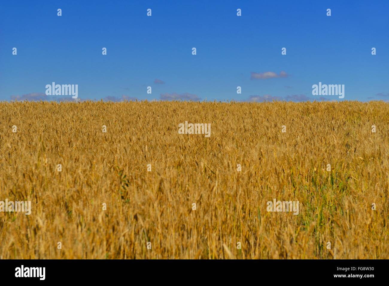 wheat field with blue sky in background Stock Photo - Alamy