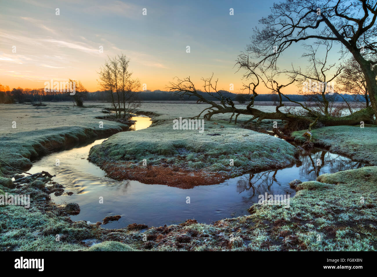 Longwater Lawn; New Forest; Lyndhurst; Hampshire; England; Stock Photo