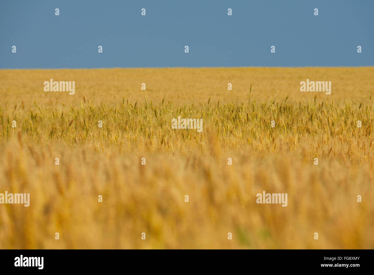wheat field with blue sky in background Stock Photo - Alamy