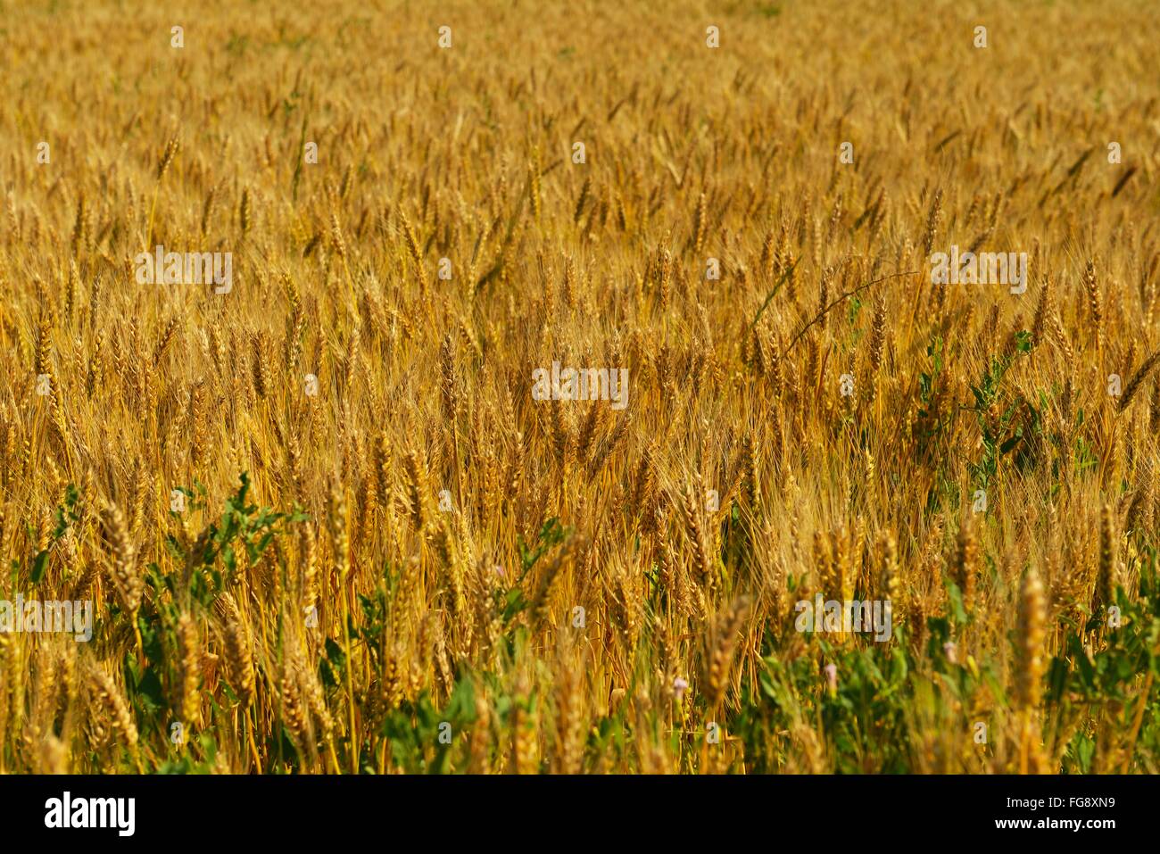 wheat field with blue sky in background Stock Photo - Alamy