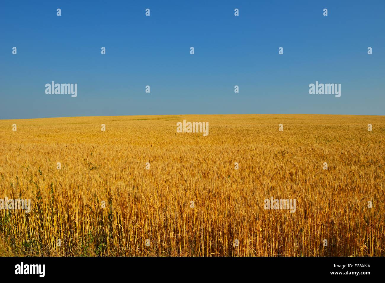 wheat field with blue sky in background Stock Photo - Alamy
