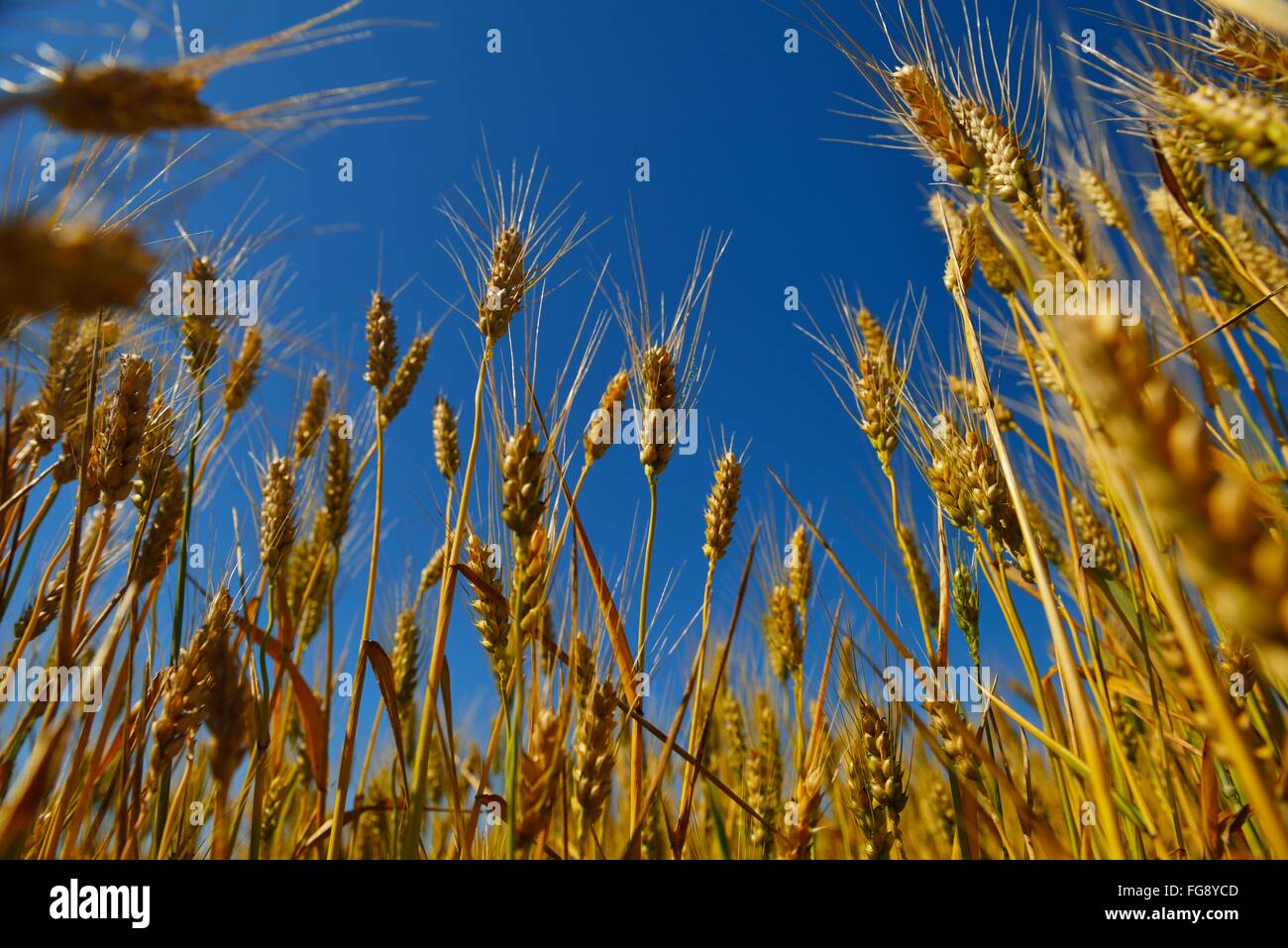 wheat field with blue sky in background Stock Photo - Alamy