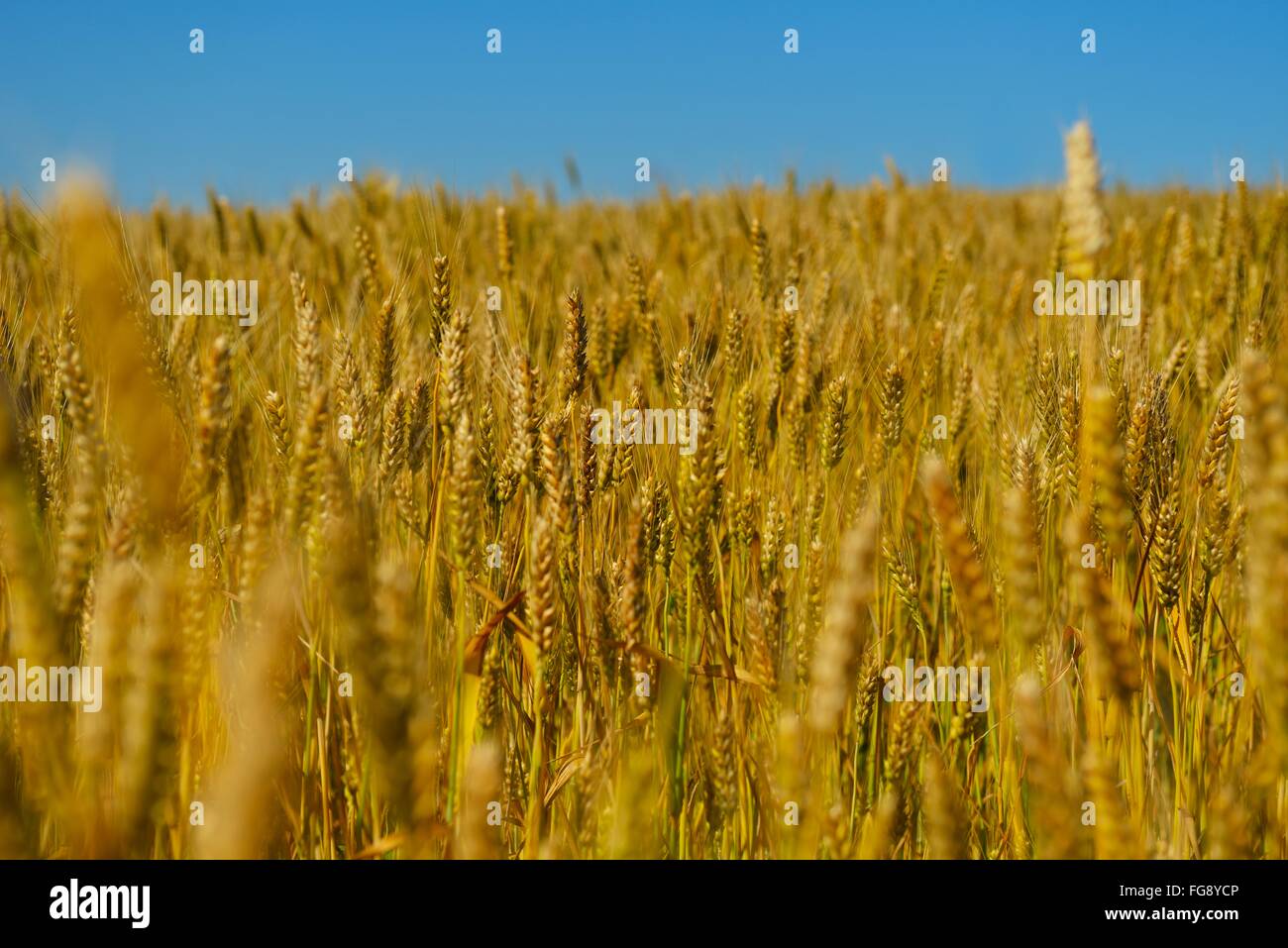 wheat field with blue sky in background Stock Photo - Alamy