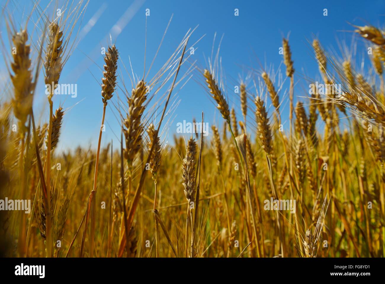 wheat field with blue sky in background Stock Photo - Alamy