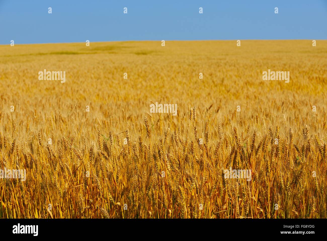wheat field with blue sky in background Stock Photo - Alamy