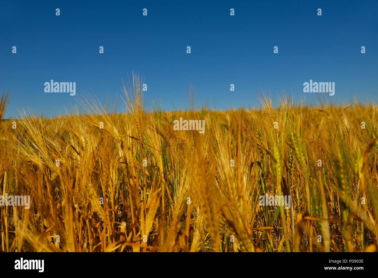 wheat field with blue sky in background Stock Photo - Alamy